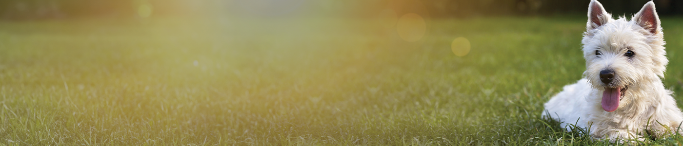 Allergy & Skin Care Dog Diets
