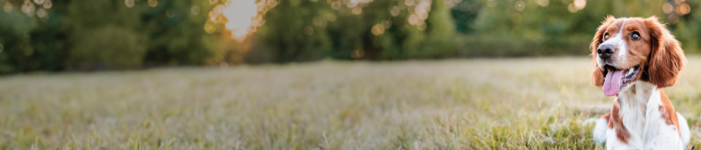 Diabetic Dog Diets