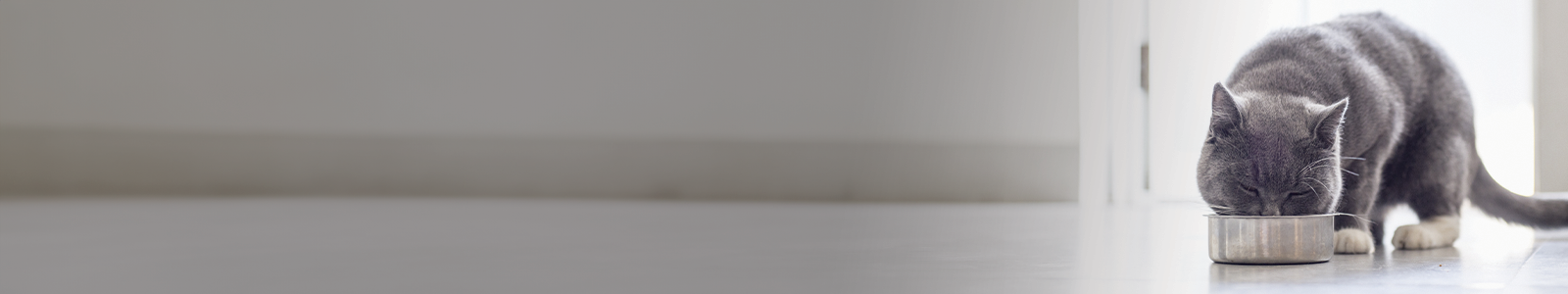 Cool cats toy planet sales