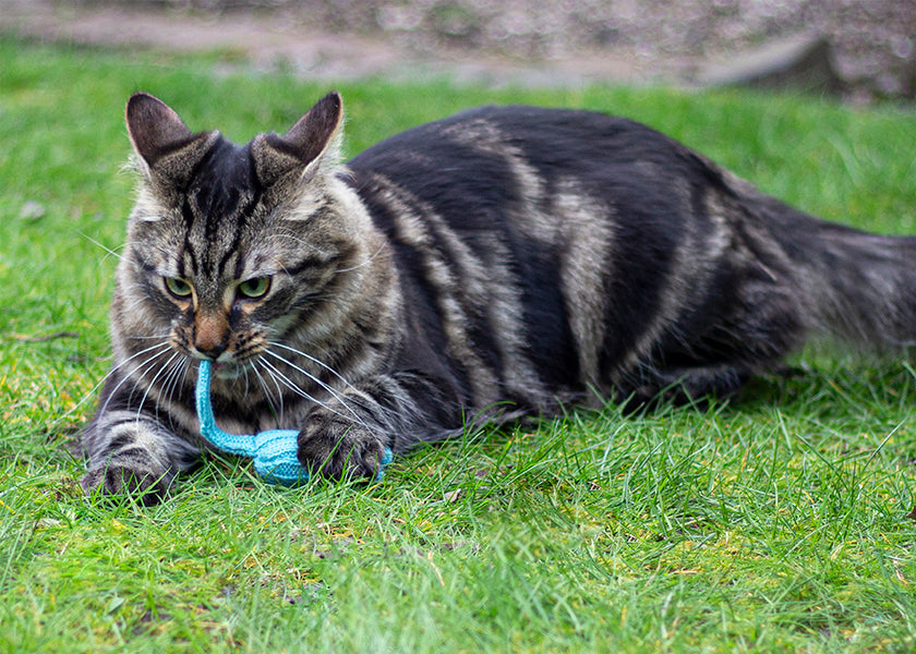 Battersea Tune Chaser Mice Cat Toy 3pc