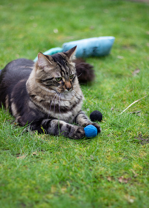 Battersea Pounce Cat Balls Cat Toy 4pc