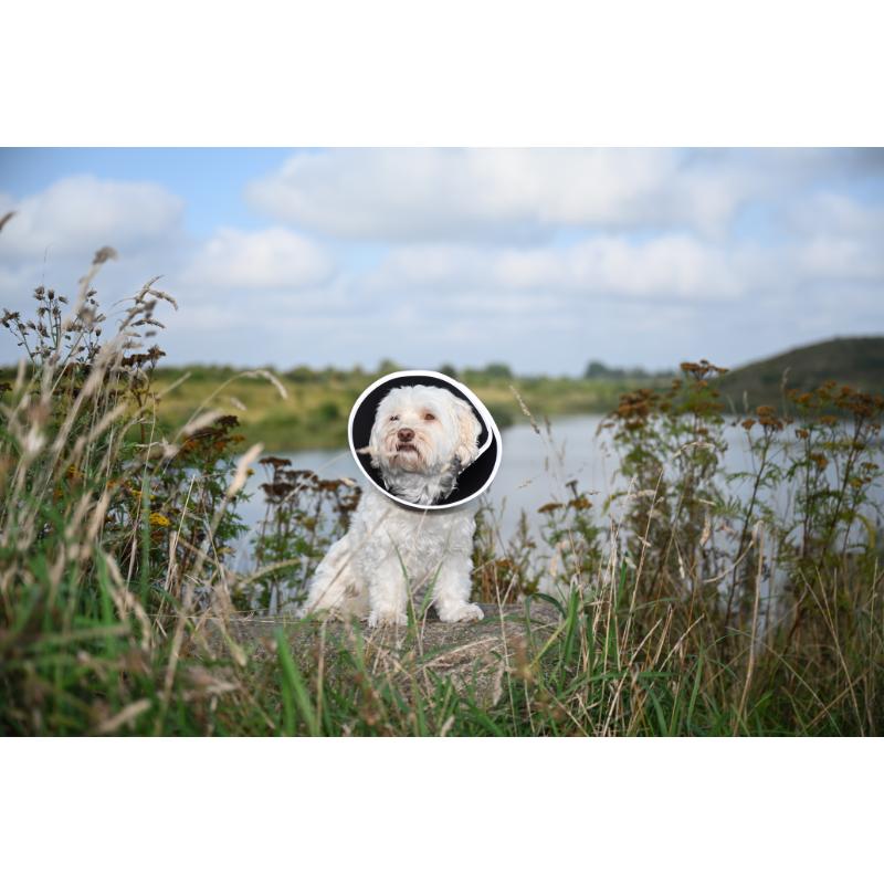 Foam Collar (7 sizes)