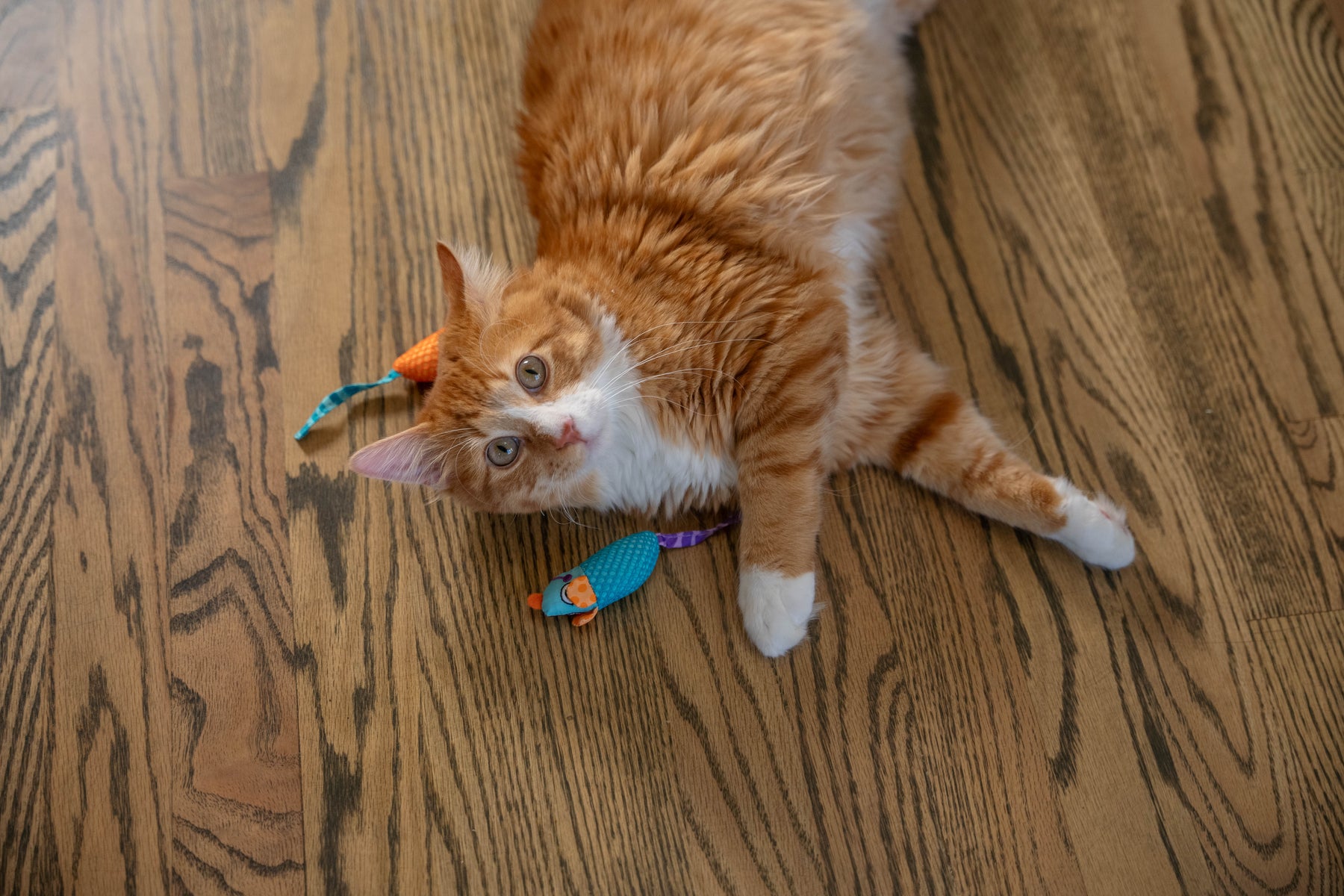 Nina Ottosson Catstages Catnip Chew Mice Cat Toy