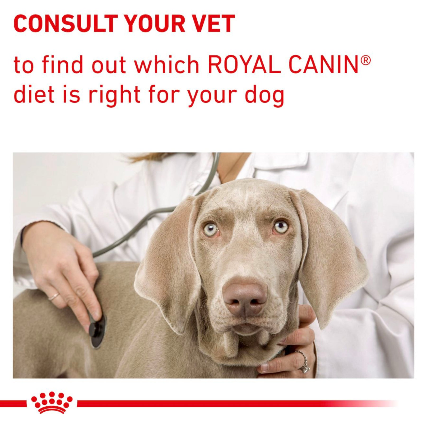 ROYAL CANIN® Dental Special Small Dog Under 10kg Adult Dry Food