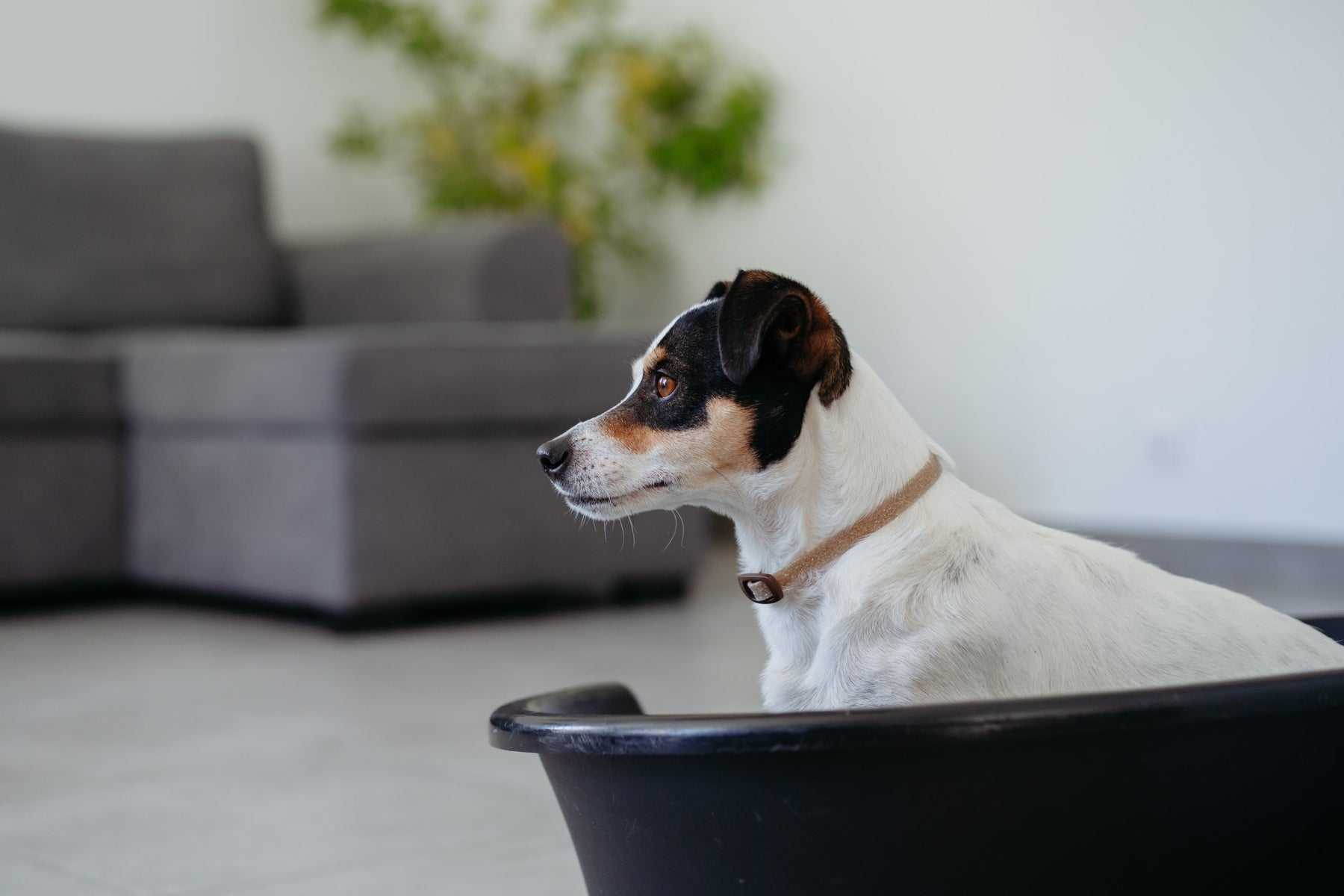 Zenidog Calming Collar (2 sizes)