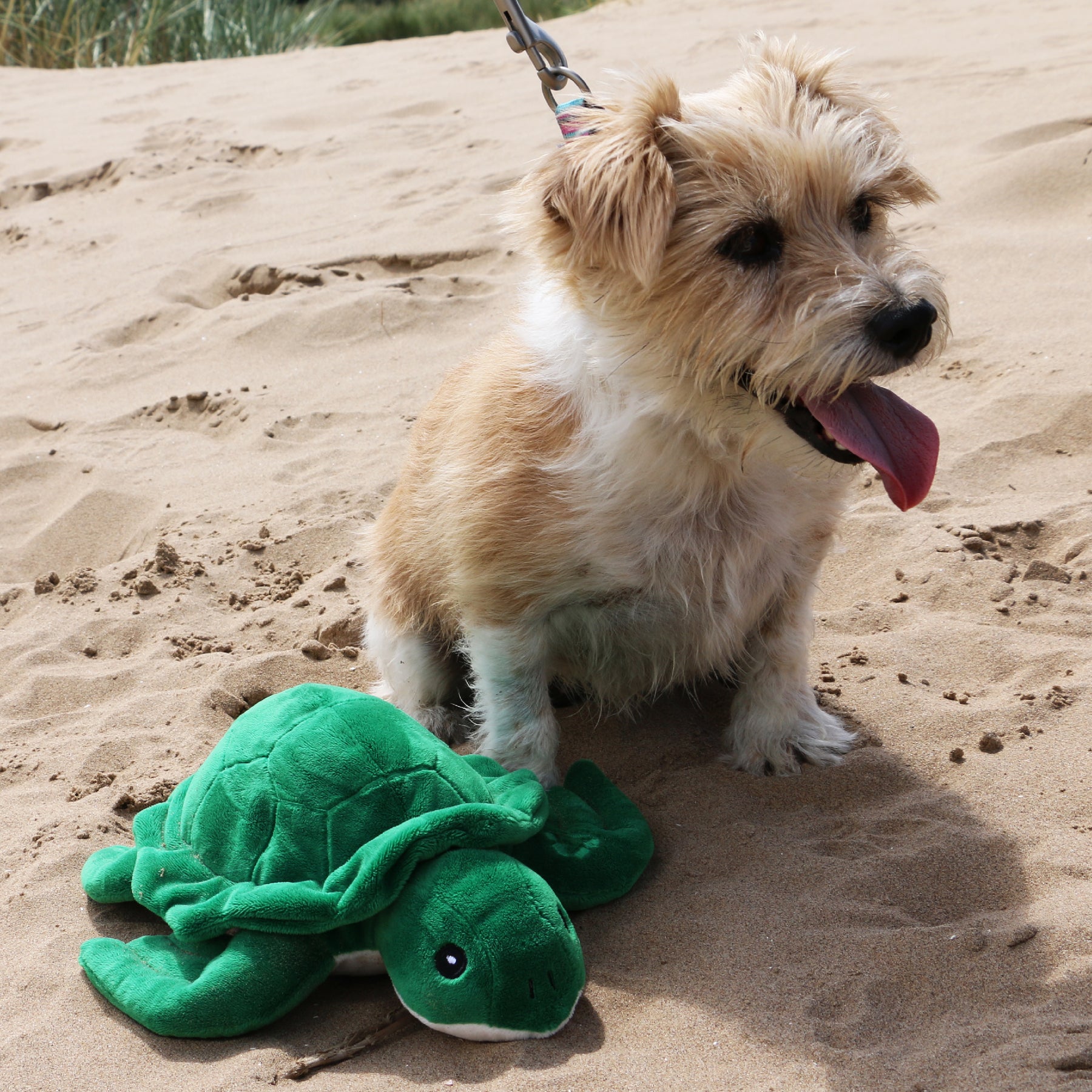 Made From Turtle Dog Toy