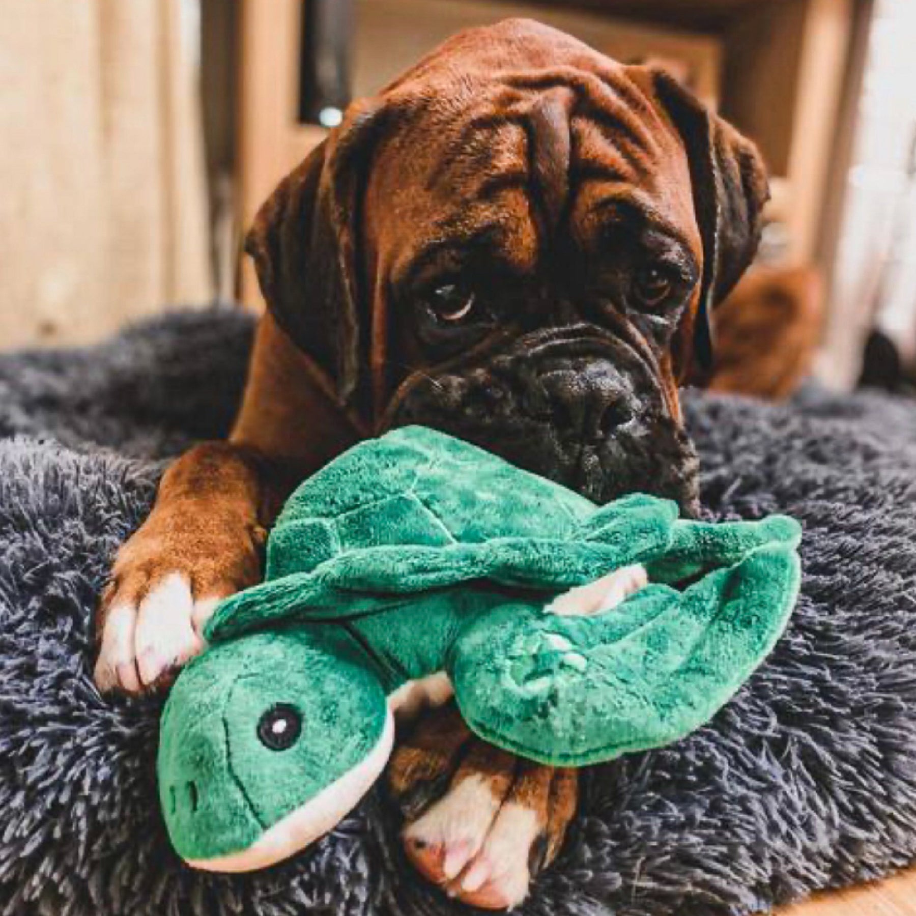 Made From Turtle Dog Toy