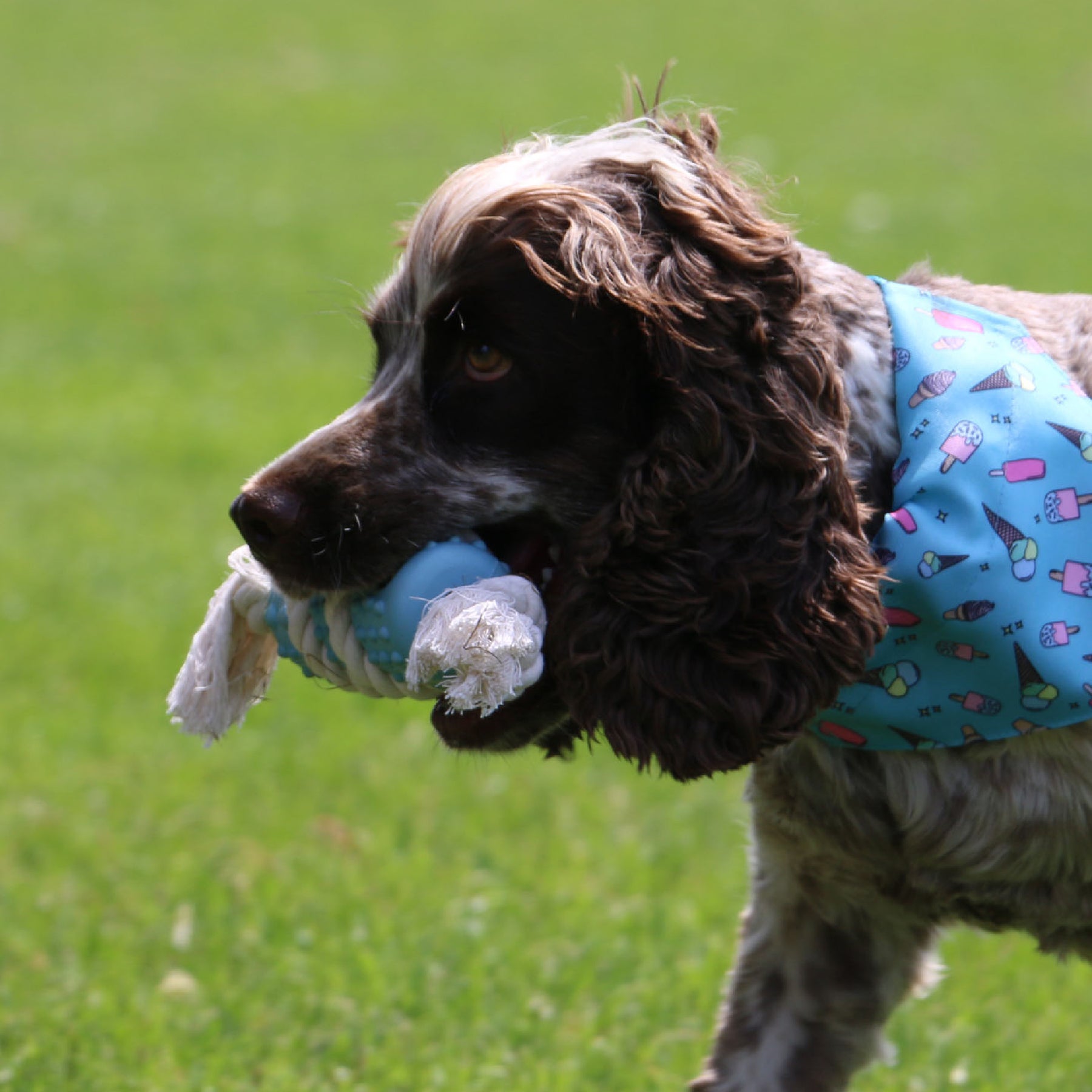Made From Rice Tugger Dog Toy