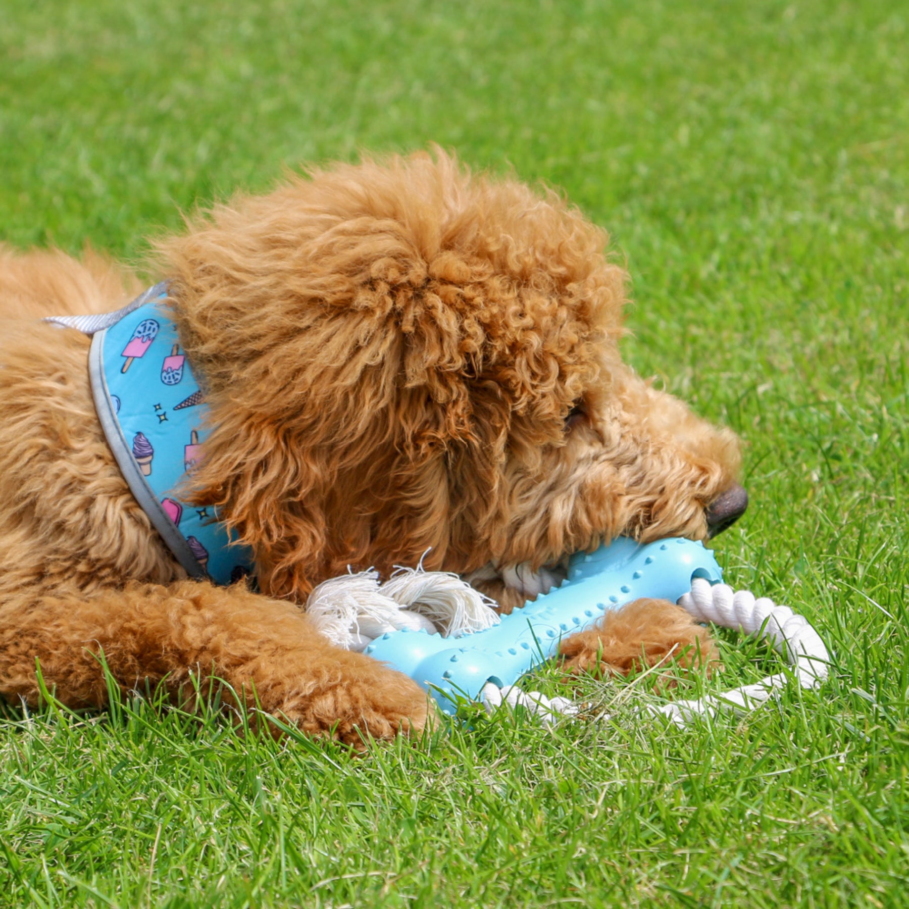 Made From Rice Bone Dog Toy