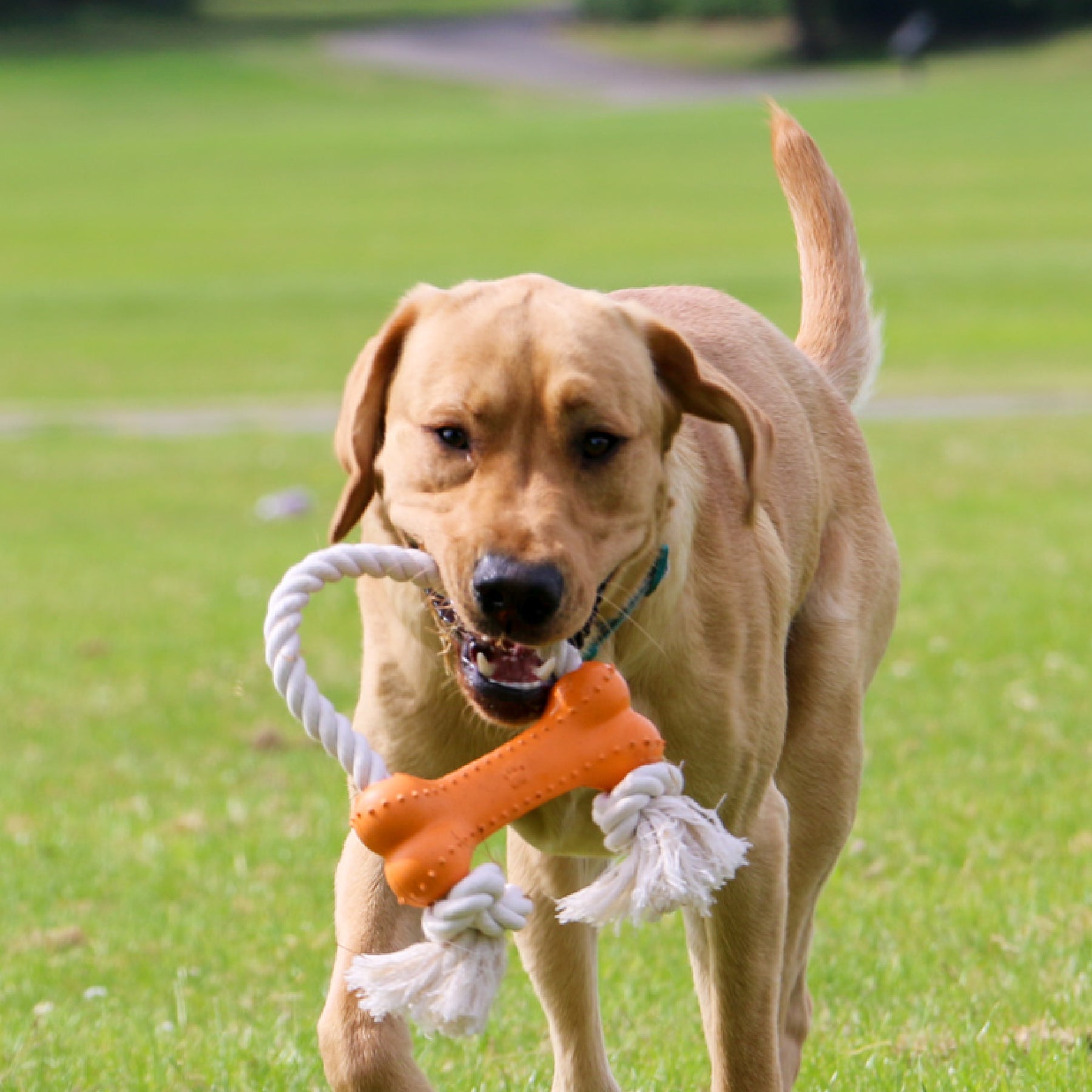 Made From Rice Bone Dog Toy