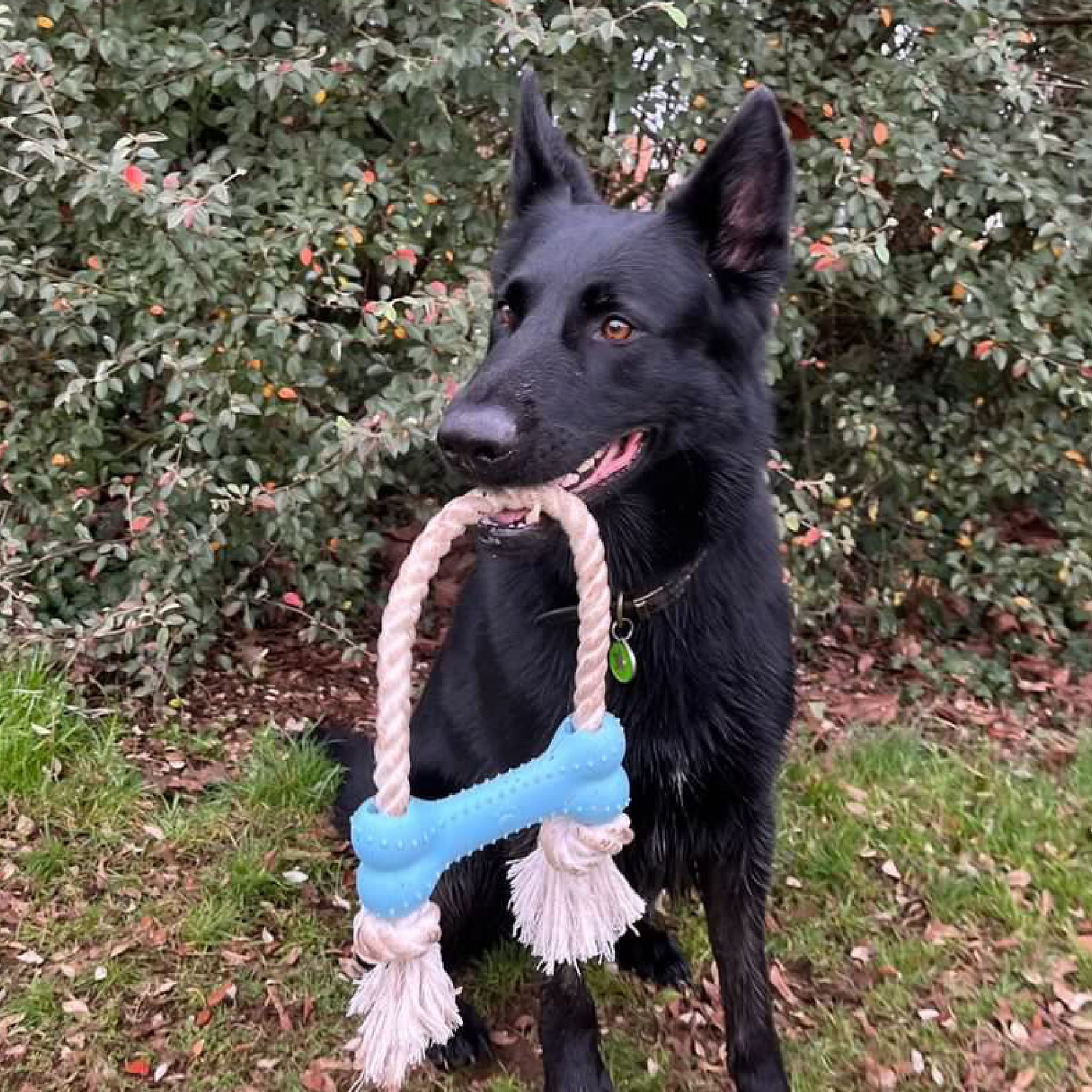 Made From Rice Bone Dog Toy