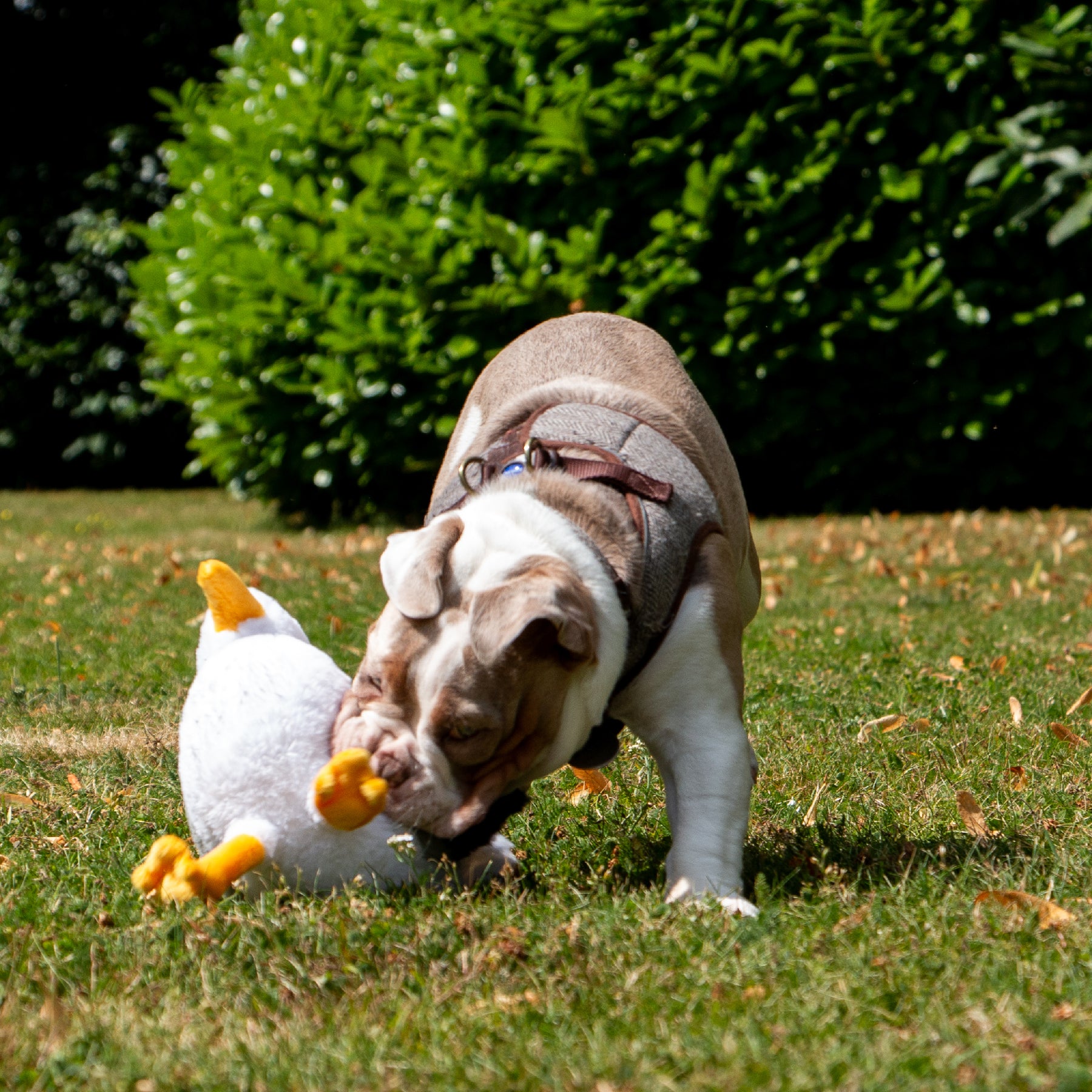 Made From Seagull Dog Toy