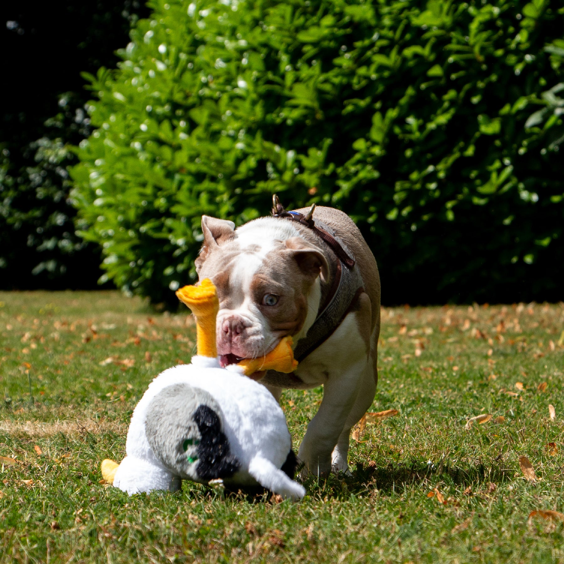 Made From Seagull Dog Toy