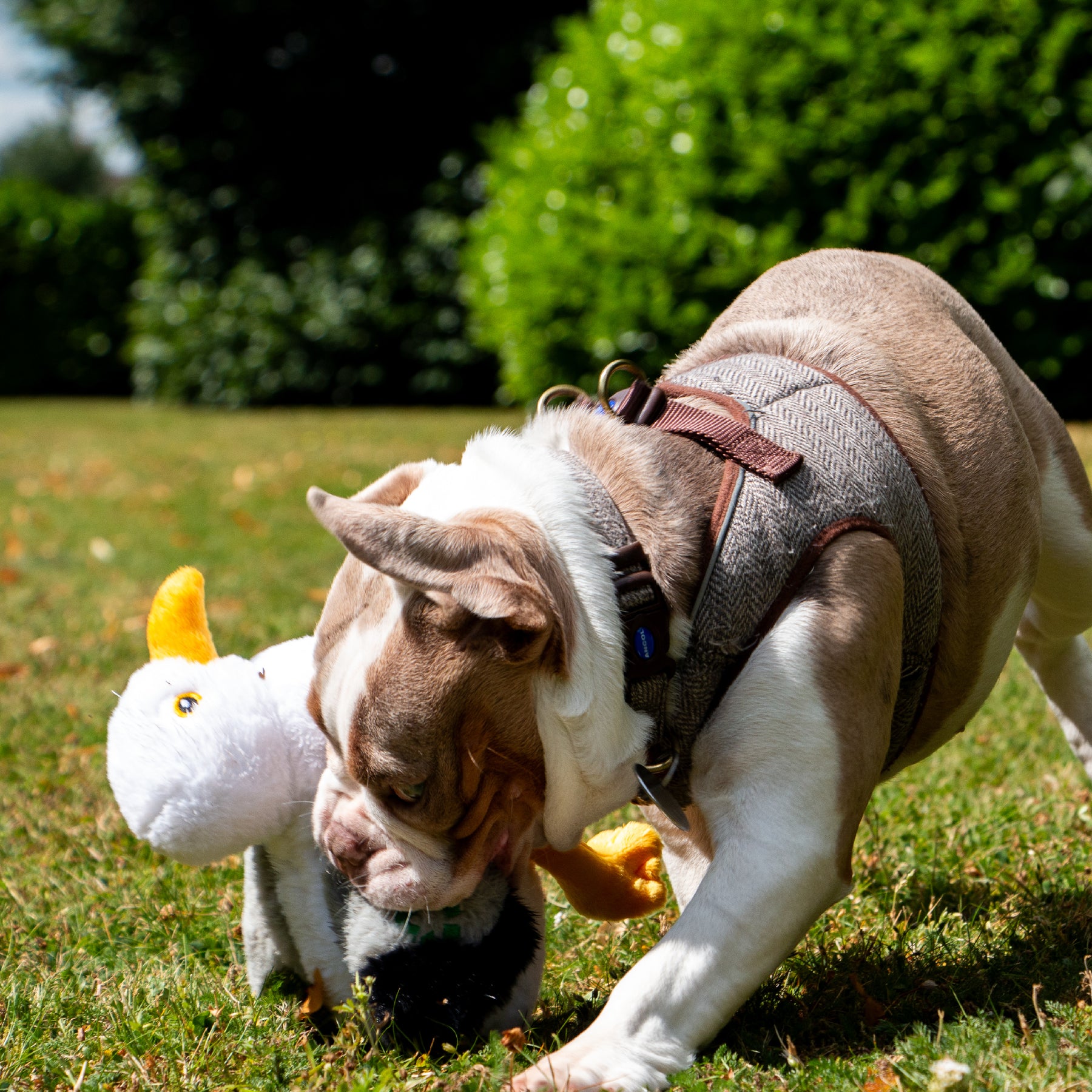 Made From Seagull Dog Toy