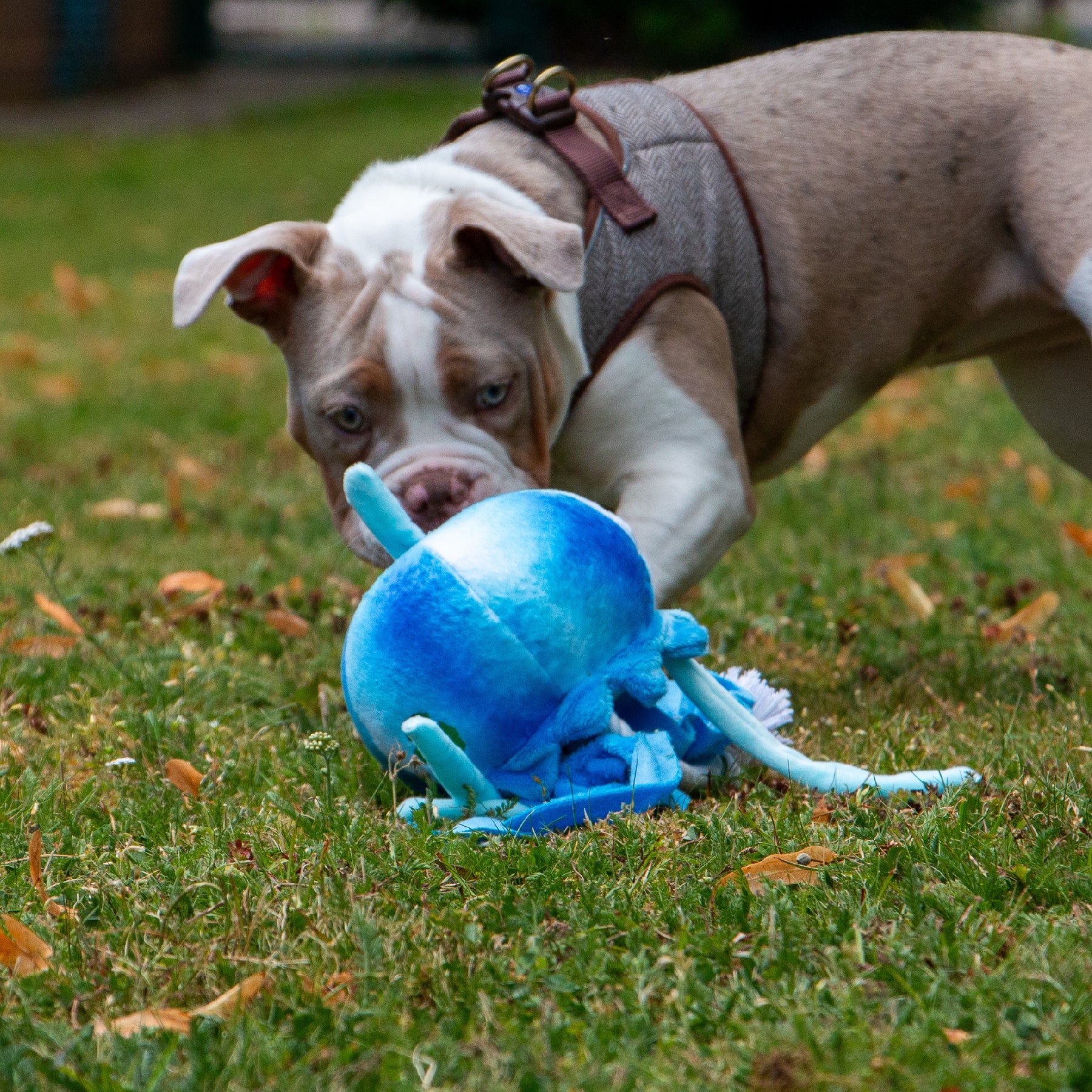Made From Jelly Fish Dog Toy