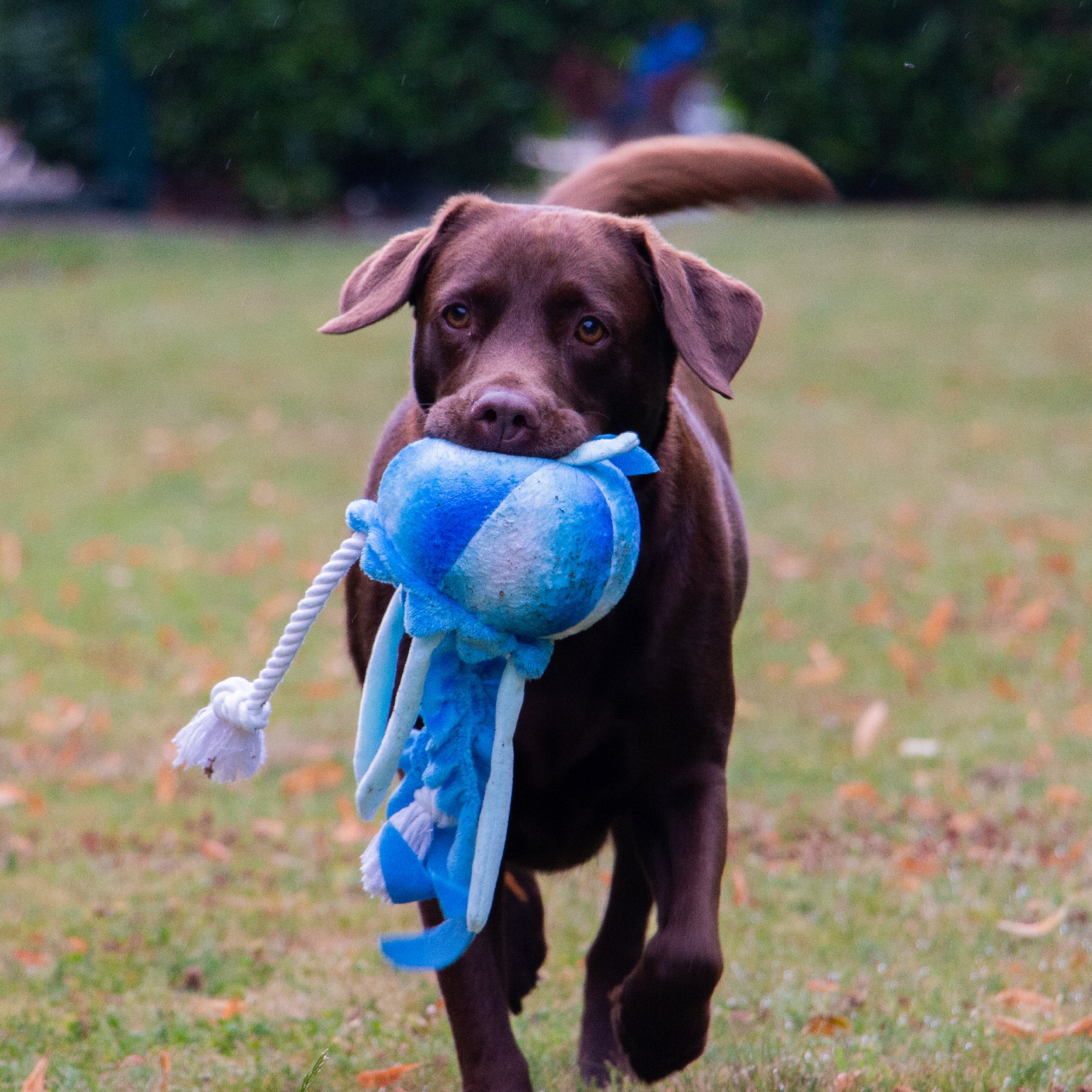 Made From Jelly Fish Dog Toy