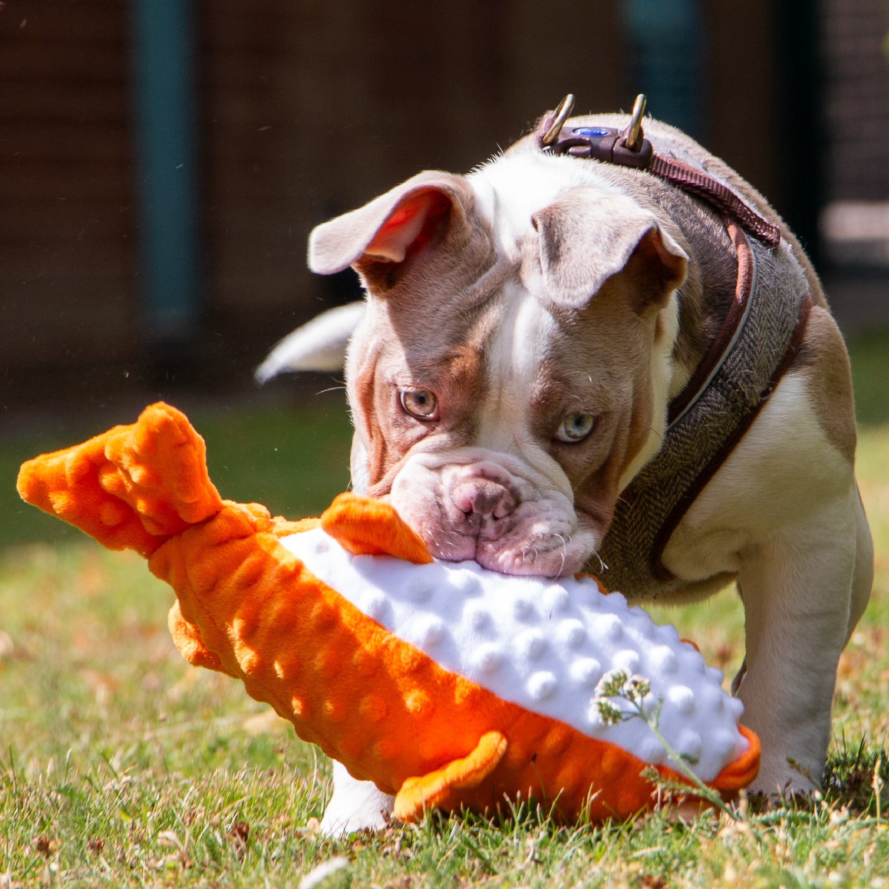 Made From Puffer Fish Dog Toy