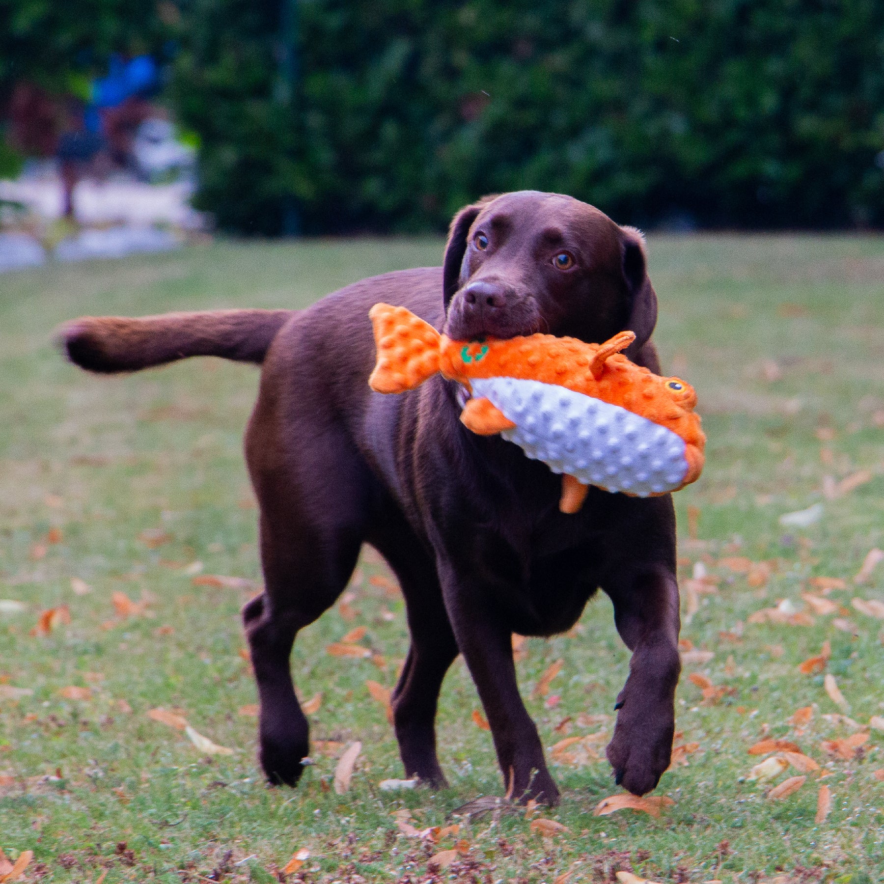 Made From Puffer Fish Dog Toy