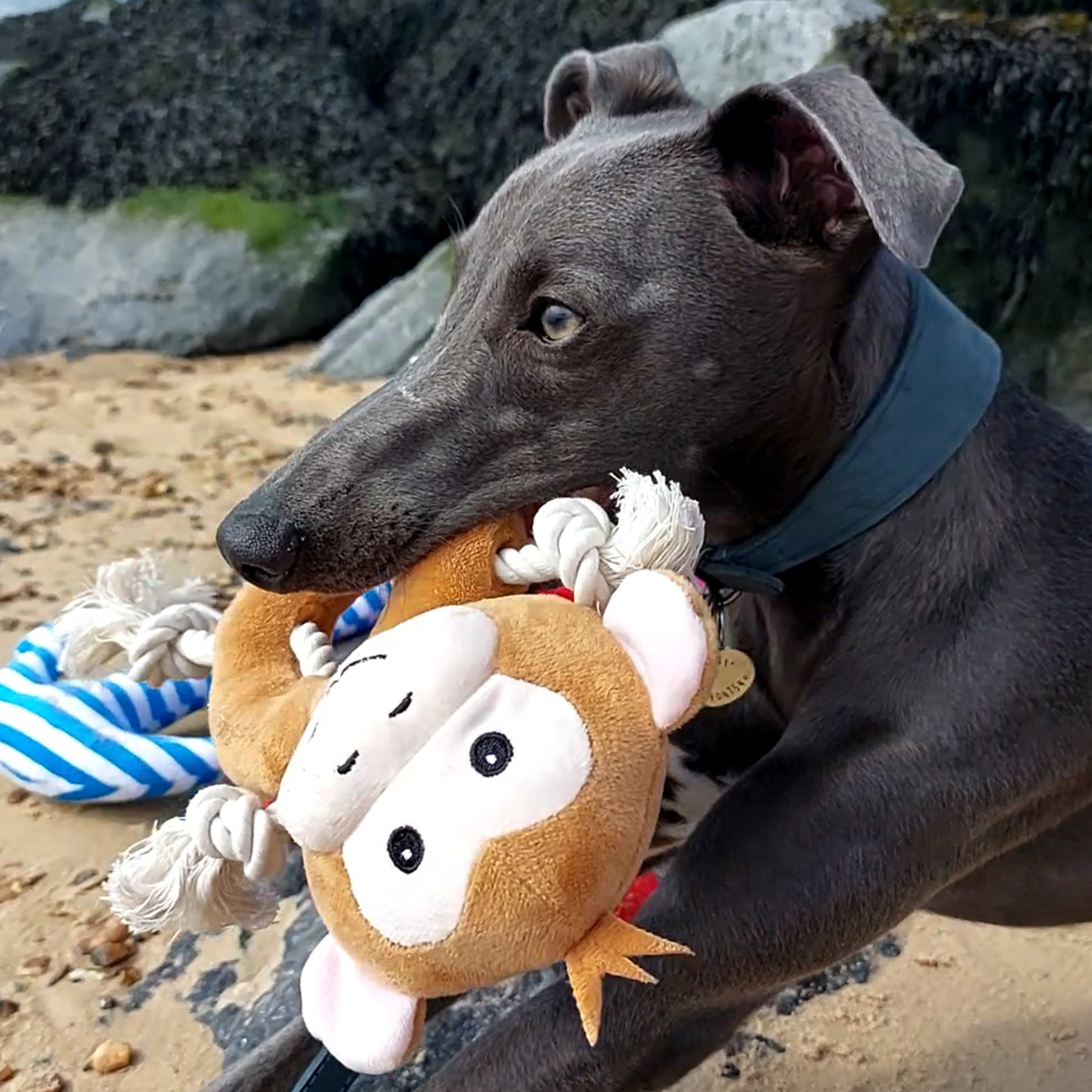Made From Koala, Monkey & Panda Dog Toy