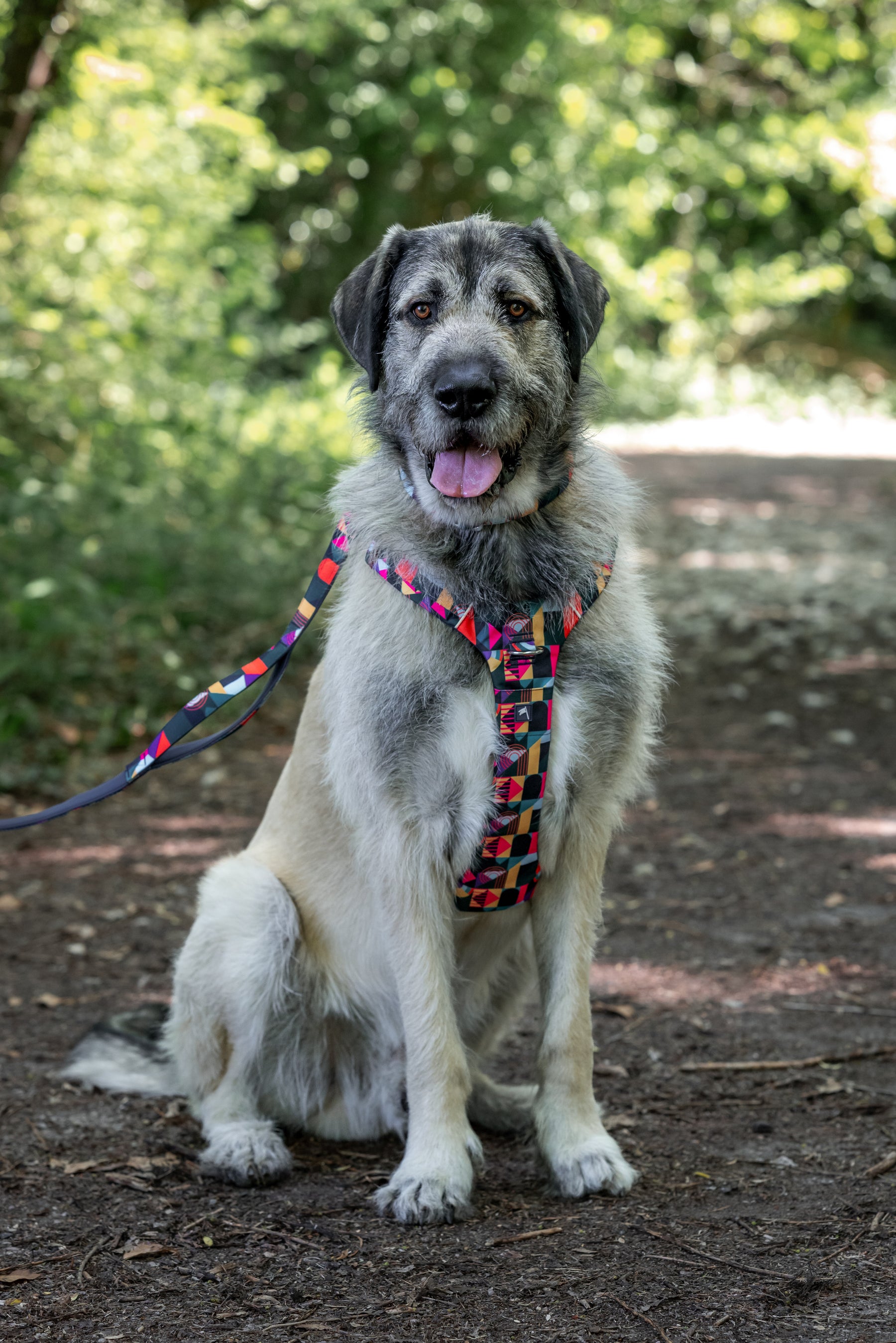 Twiggy Tags Aurora Adventure 2.0 Harness (6 sizes)