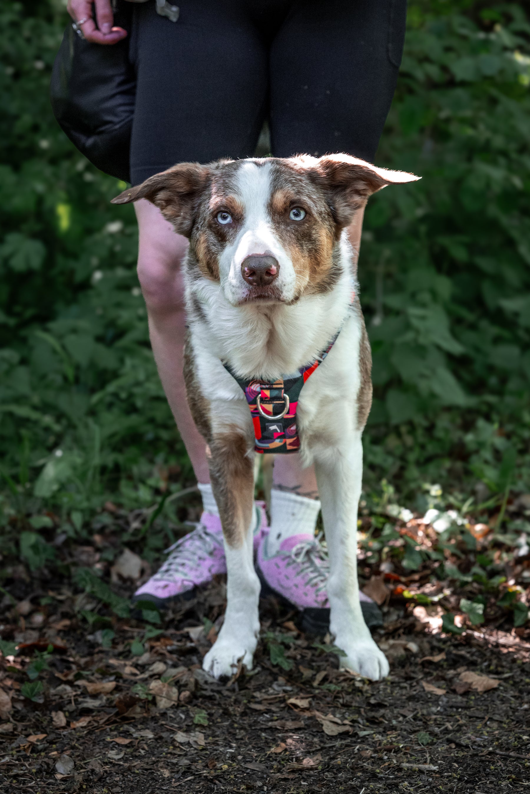 Twiggy Tags Aurora Adventure 2.0 Harness (6 sizes)