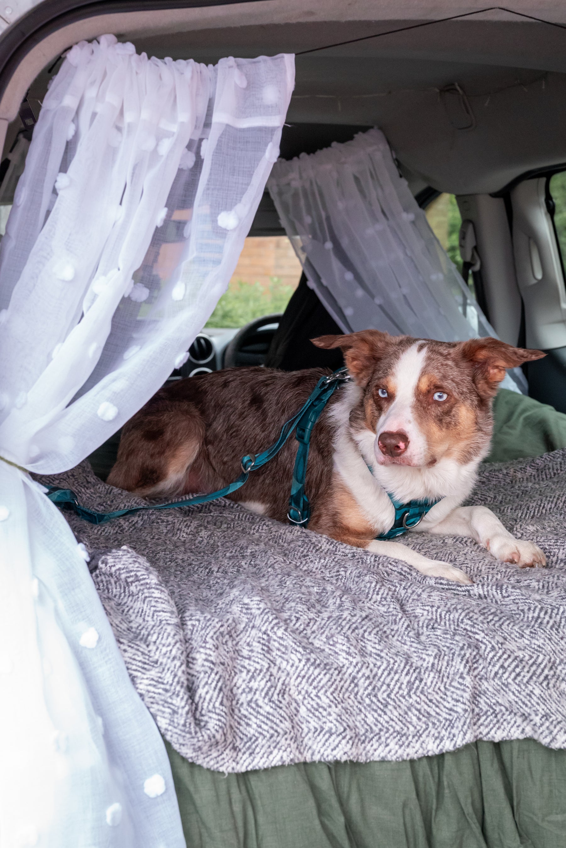 Twiggy Tags Lagoon Adventure 2.0 Dog Safety Seatbelt