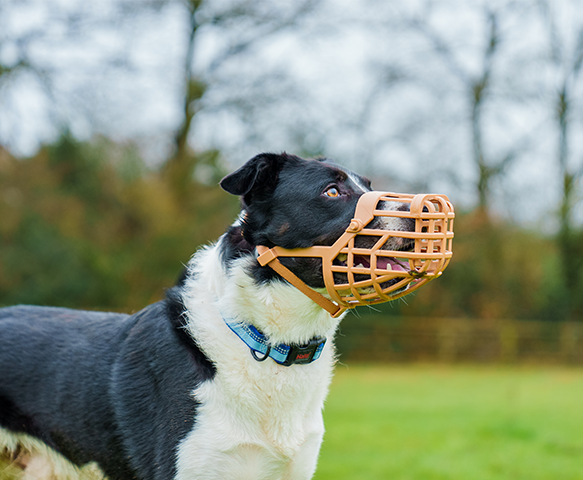Baskerville Classic Basket Dog Muzzle (10 sizes)
