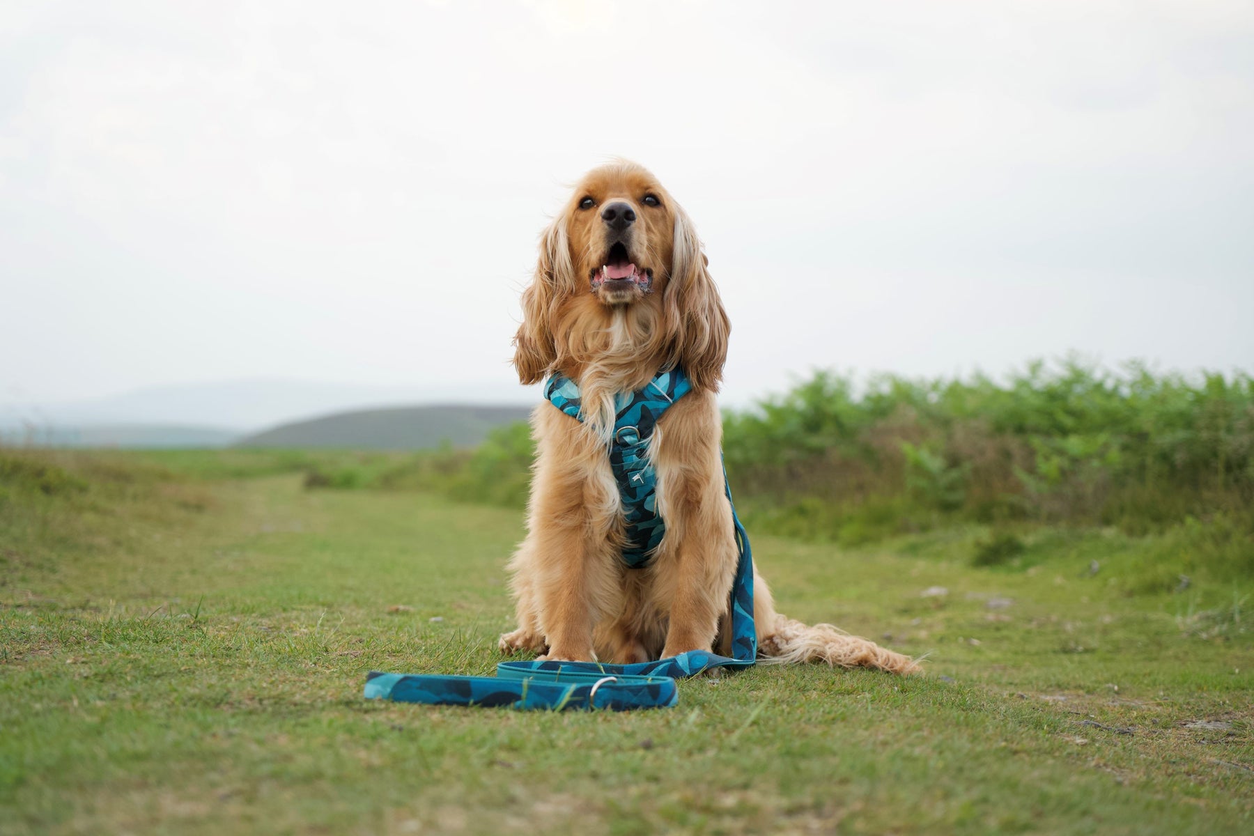 Twiggy Tags Lagoon Adventure 2.0 Harness (6 sizes)