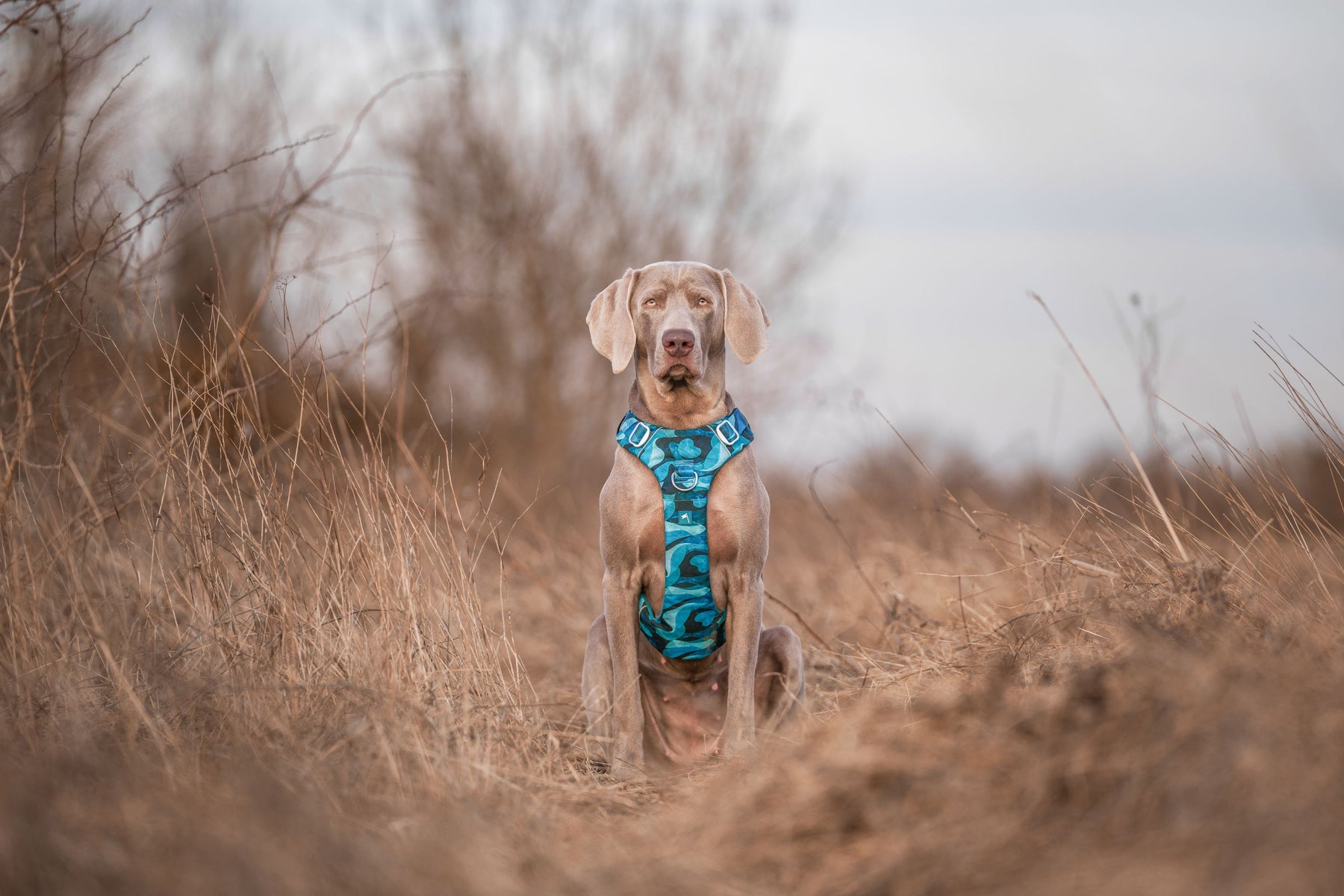 Twiggy Tags Lagoon Adventure 2.0 Harness (6 sizes)