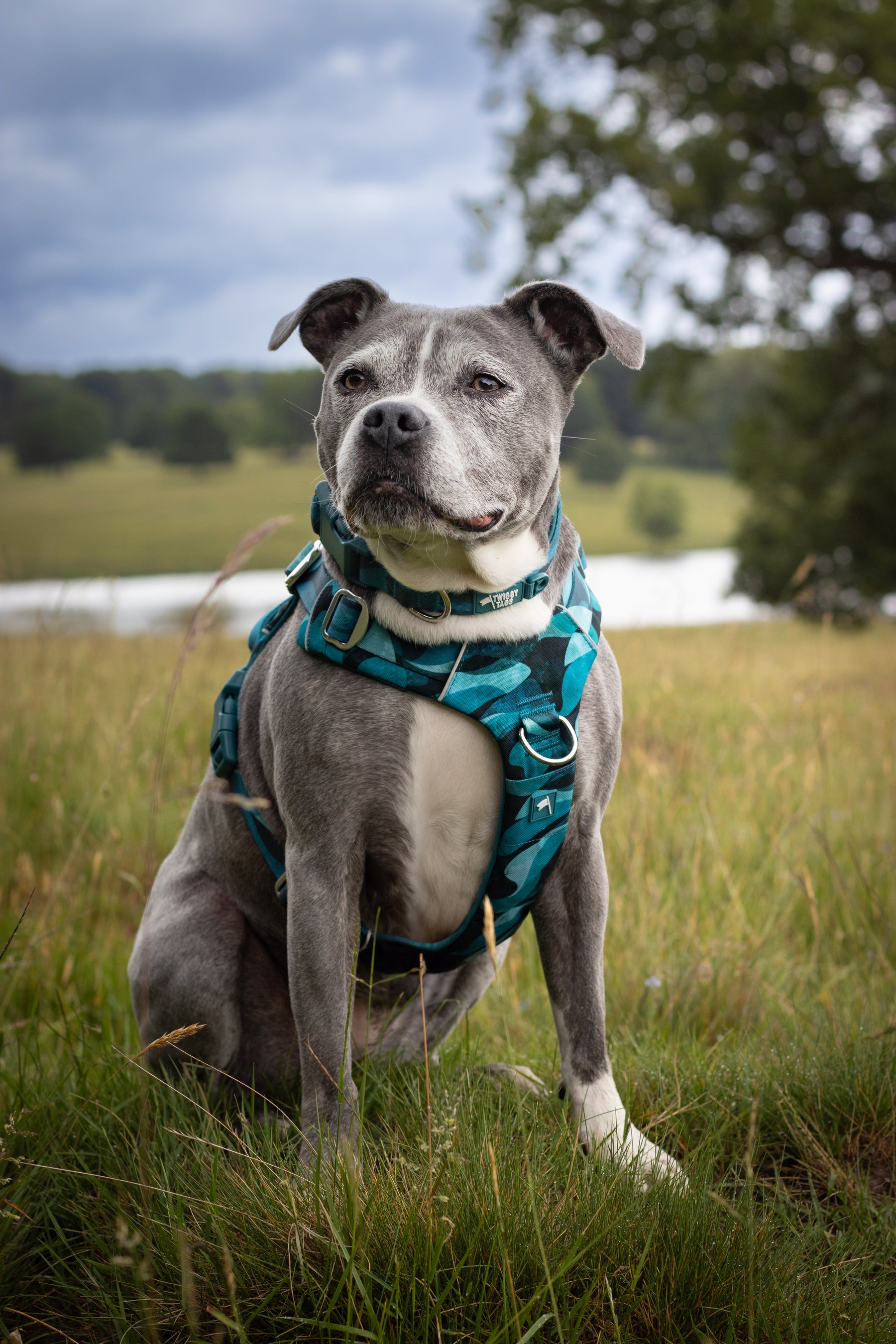 Twiggy Tags Lagoon Adventure 2.0 Harness (6 sizes)