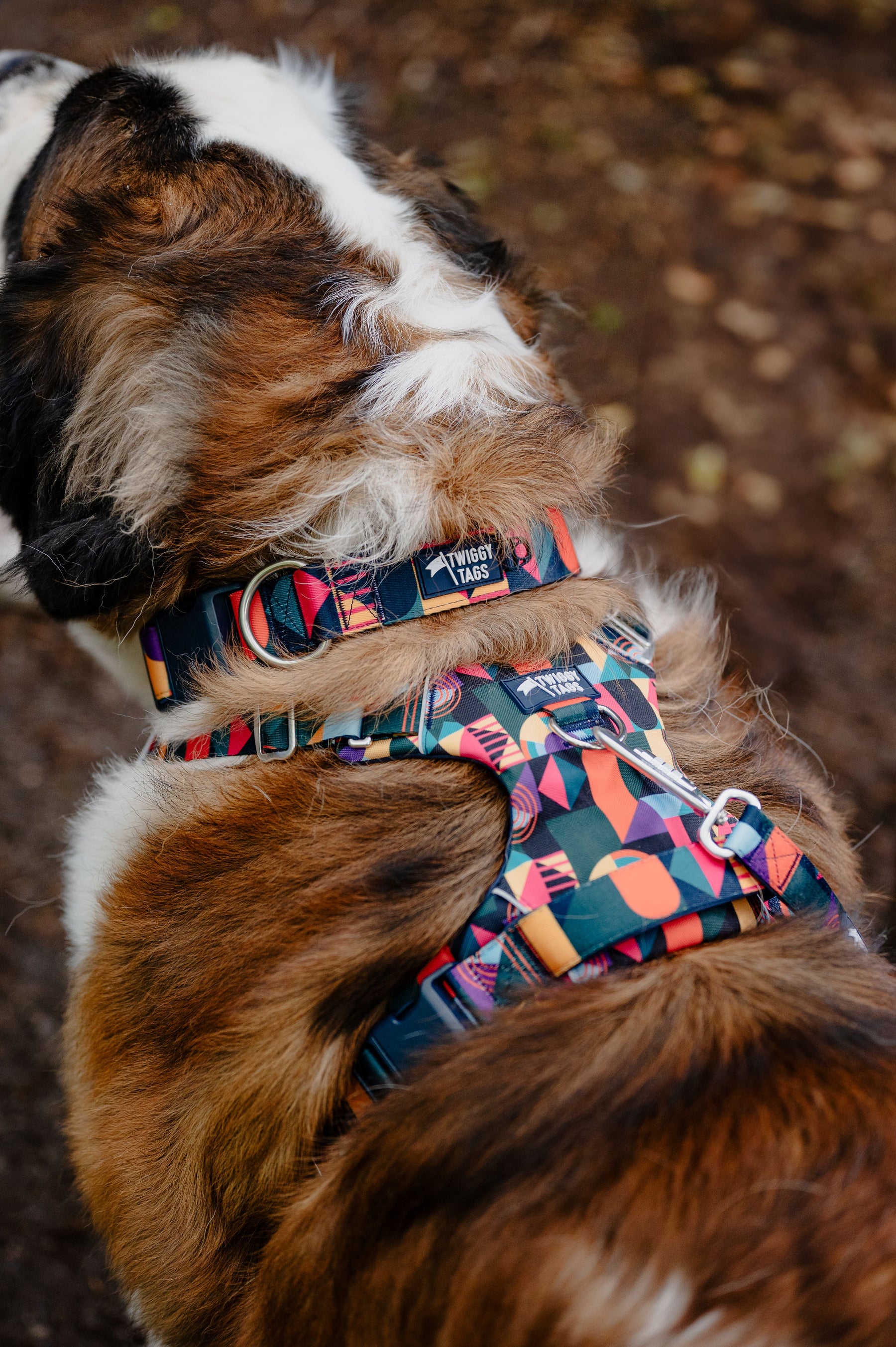 Twiggy Tags Aurora Adventure 2.0 Harness (6 sizes)
