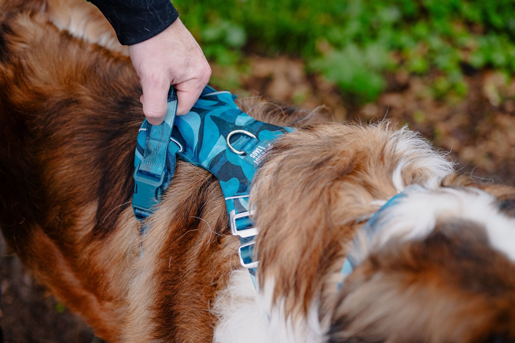 Twiggy Tags Lagoon Adventure 2.0 Harness (6 sizes)