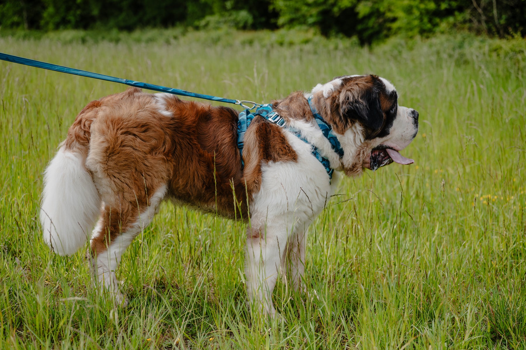 Twiggy Tags Lagoon Adventure 2.0 Lead Small