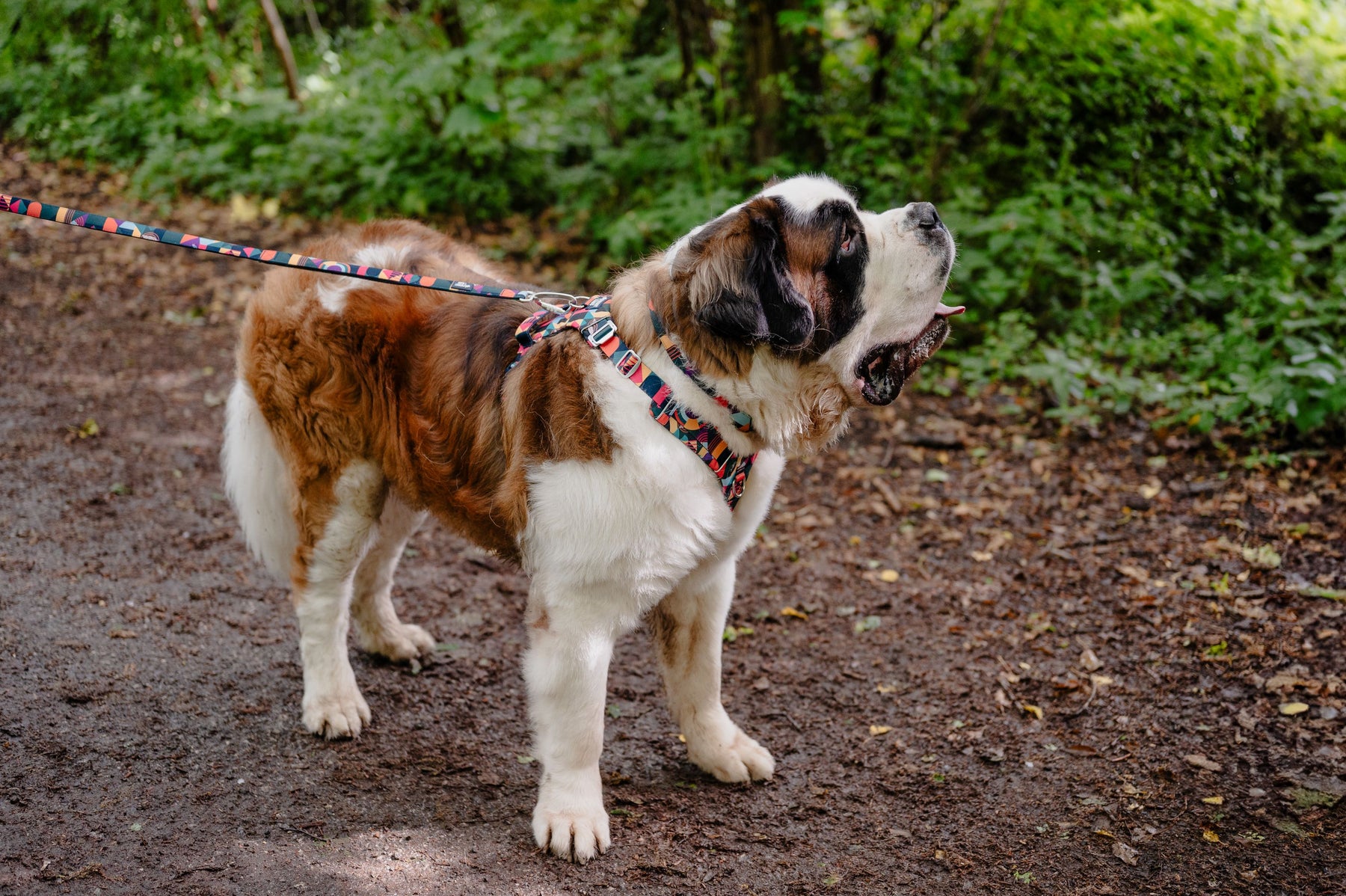 Twiggy Tags Aurora Adventure 2.0 Harness (6 sizes)