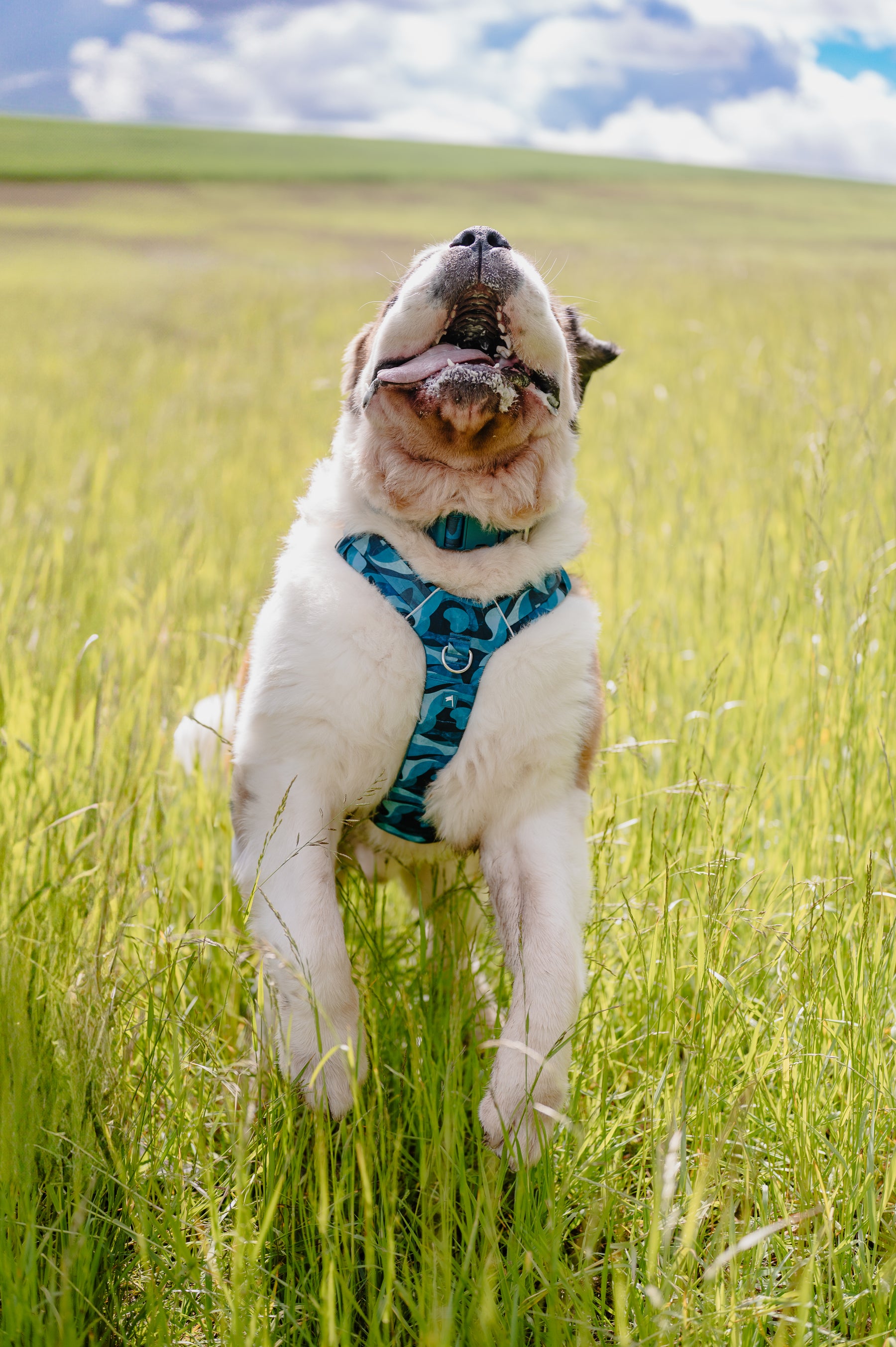 Twiggy Tags Lagoon Adventure 2.0 Harness (6 sizes)
