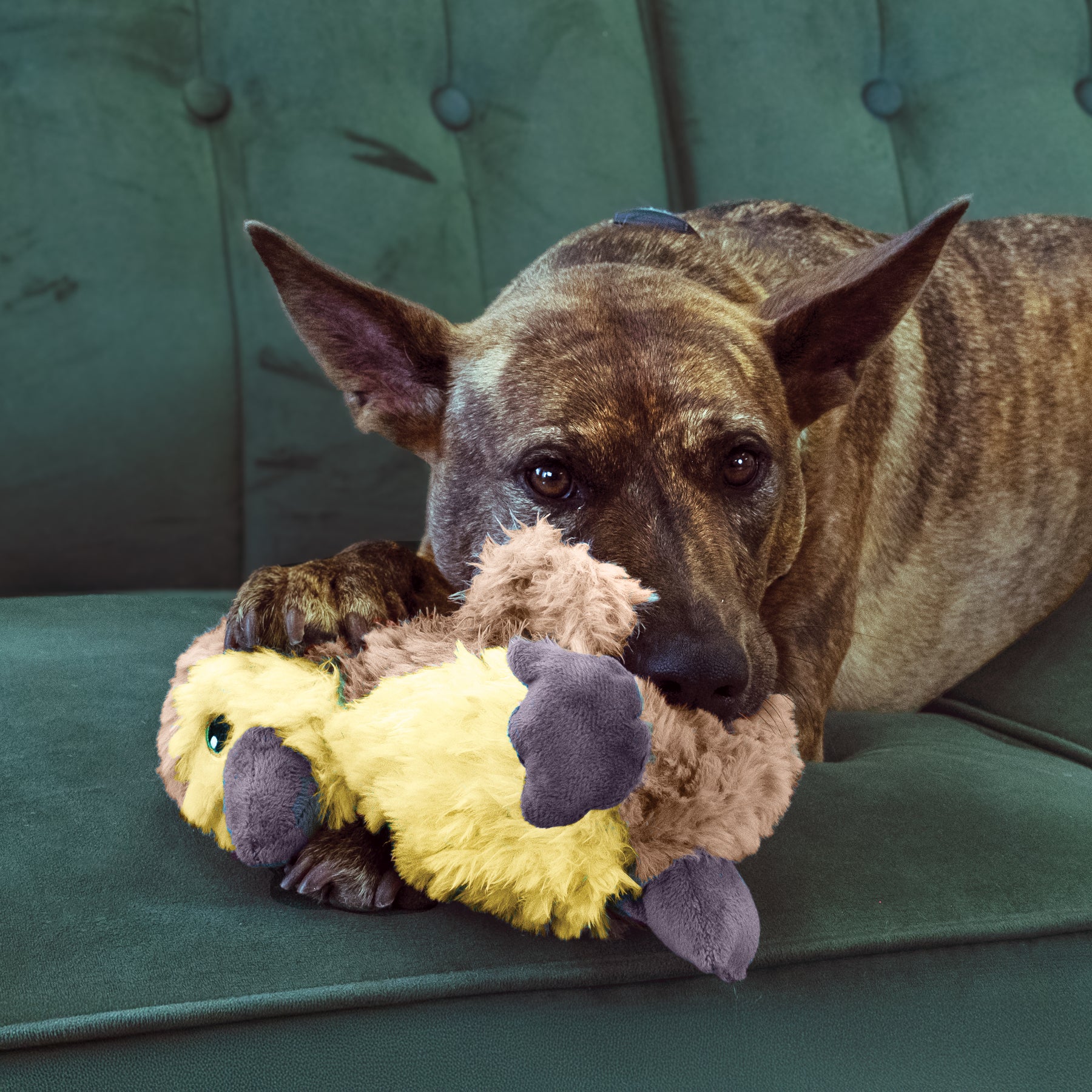 KONG Comfort Tykes Gosling Dog Toy Small