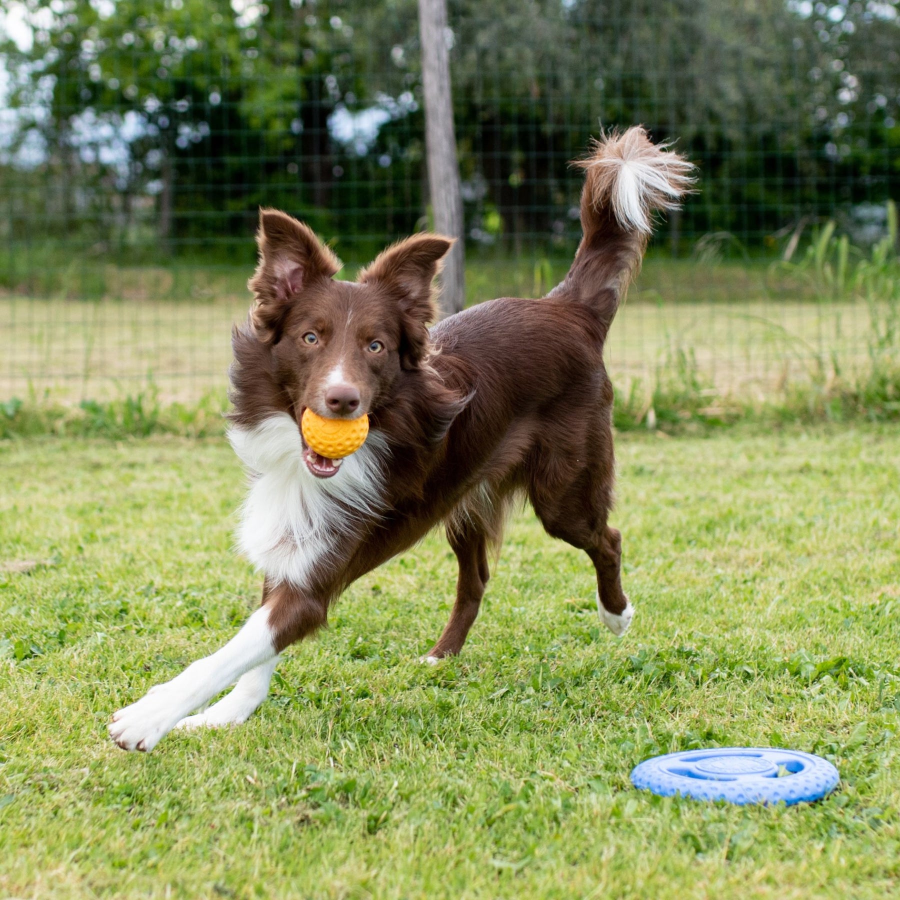 Kiwi Walker Let's Play! Ball Orange (2 sizes)