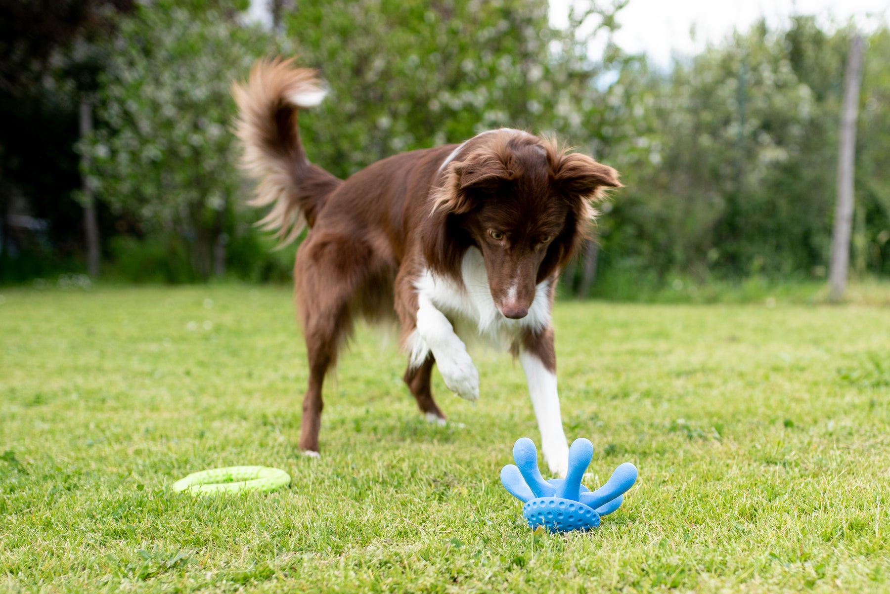 Kiwi Walker Let's Play! Octopus Green (2 sizes)