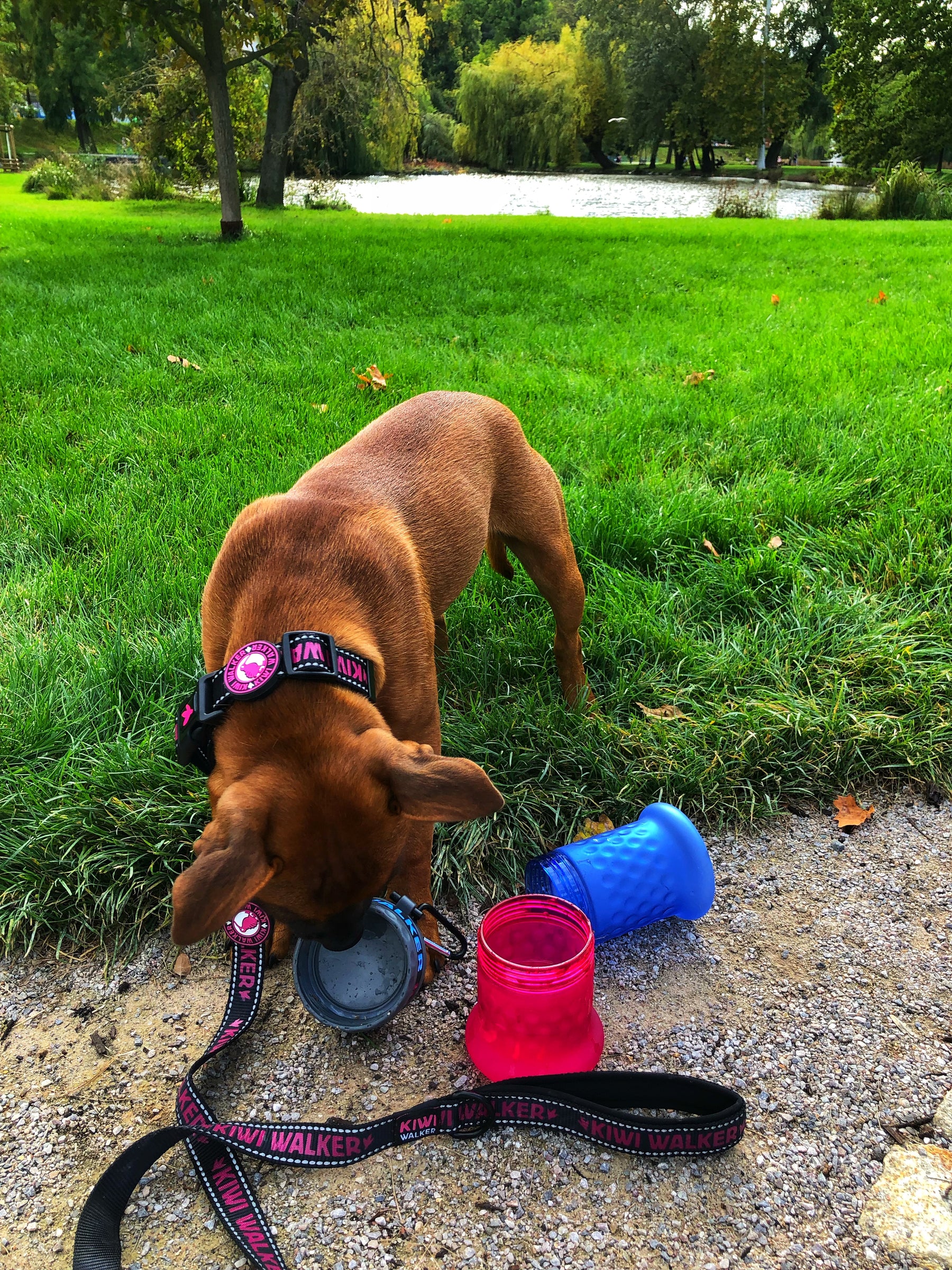 Kiwi Walker Travel Bottle 2-in-1 Pink/Blue