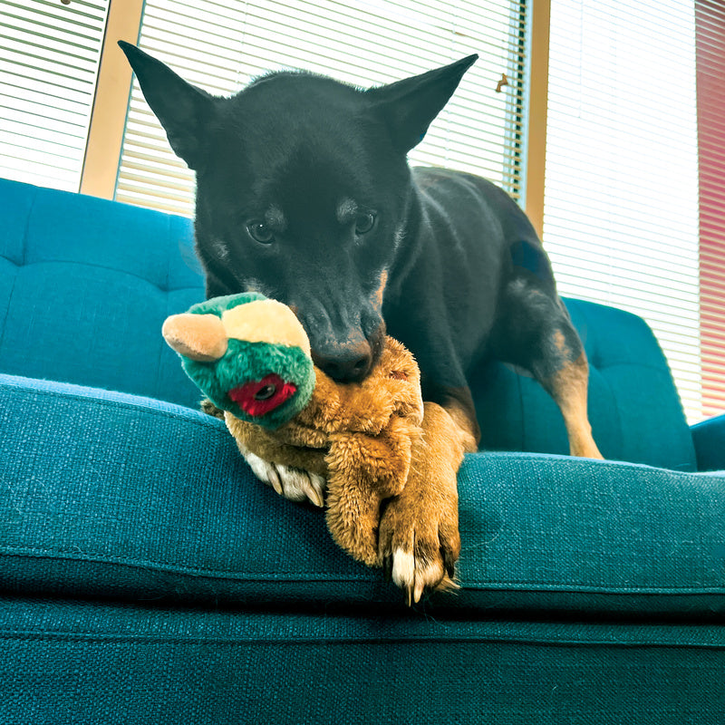 KONG Wild Low Stuff Pheasant Medium