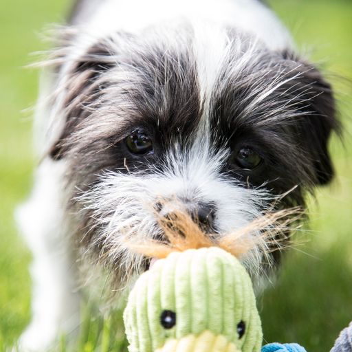 Hugglehounds Duck Small