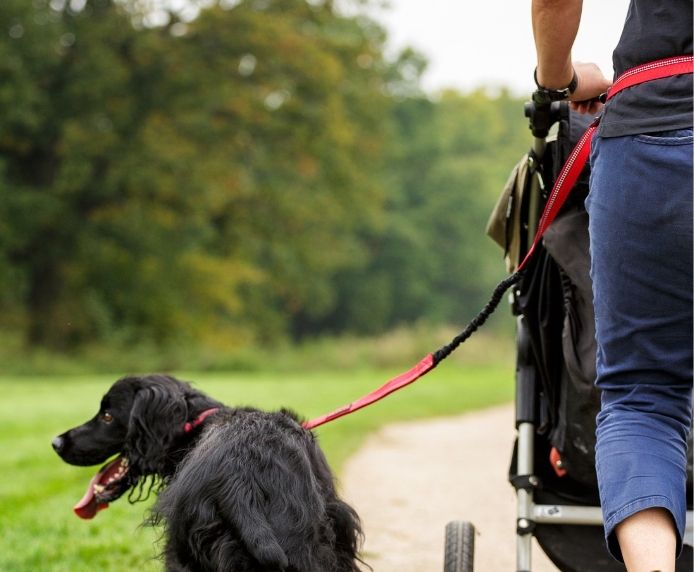 Halti Active Dog Lead Red Small