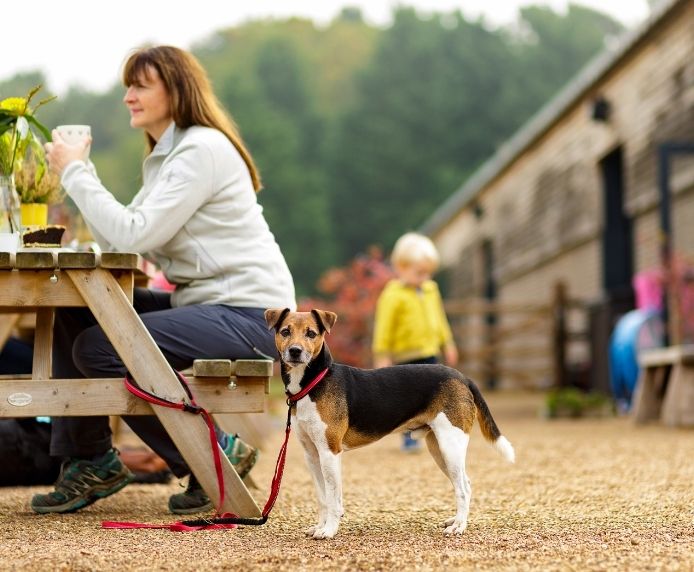 Halti Active Dog Lead Red Small