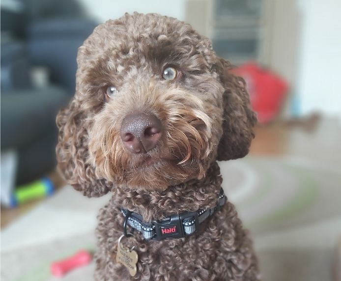 Halti Comfort Dog Collar Black