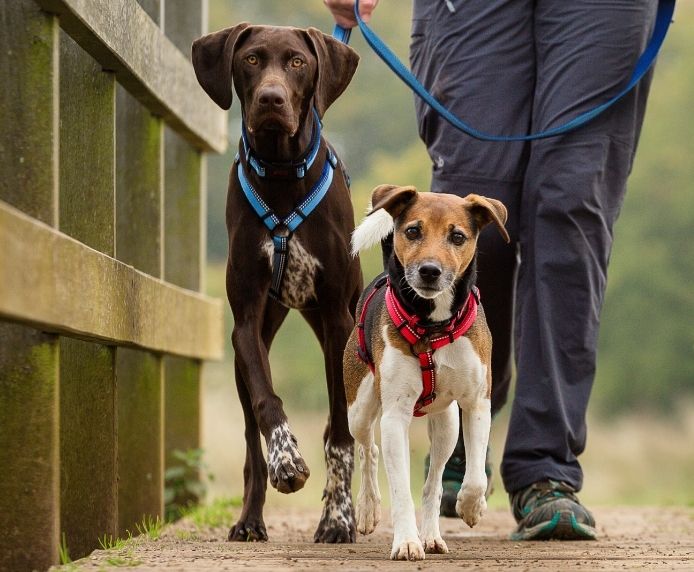 Halti Dog Lead Black Large