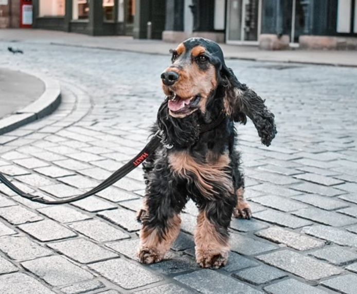 Halti Training Dog Lead (2 sizes/ 2 colours)
