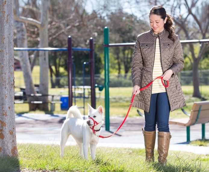 Halti Training Dog Lead (2 sizes/ 2 colours)