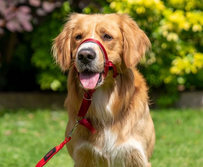 Halti Dog Headcollar Red