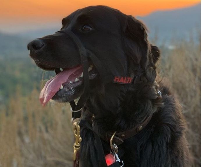 Halti Dog Headcollar Black