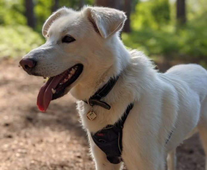 Halti No Pull Dog Harness